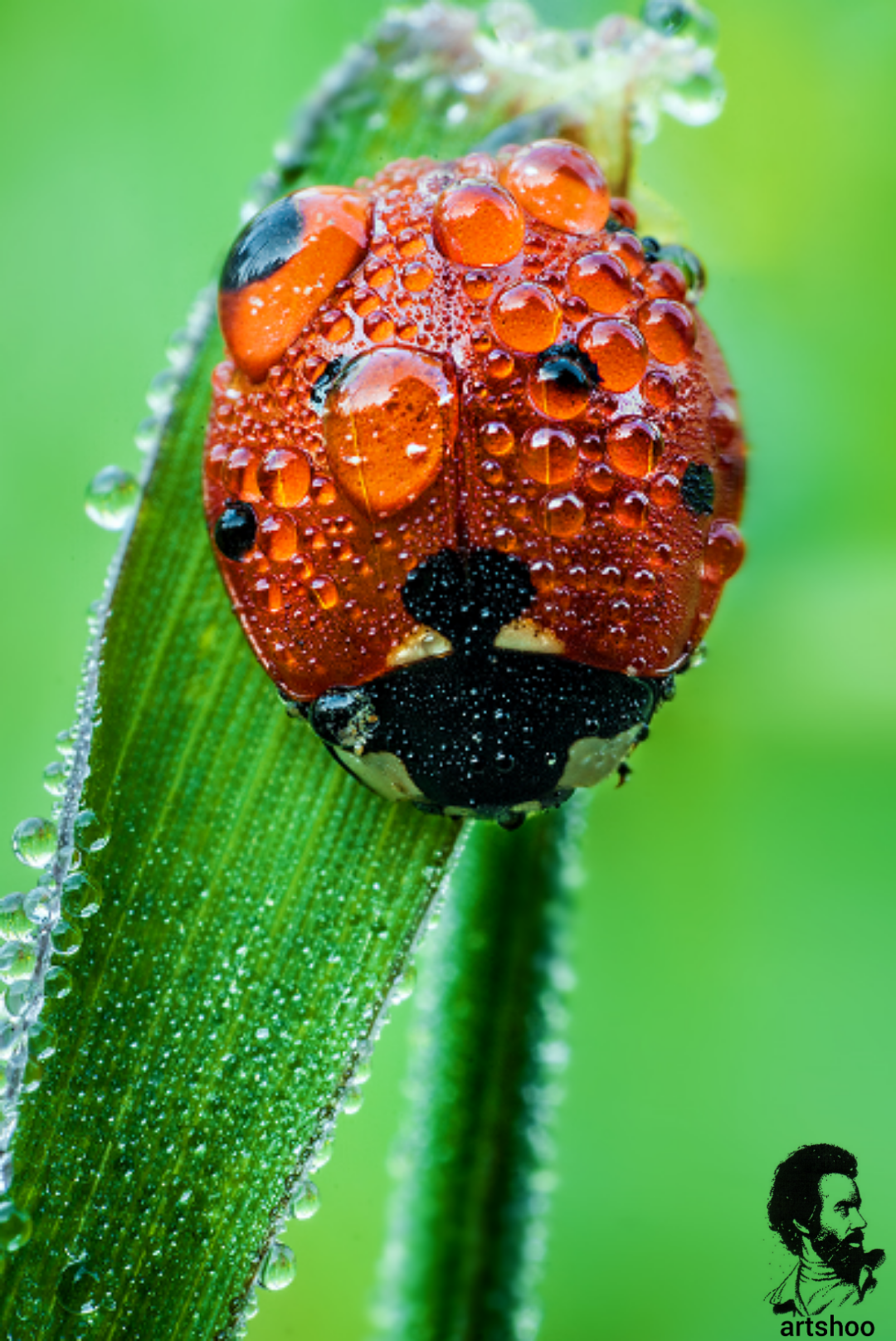 مدل رنگ روغن آب اورژینال